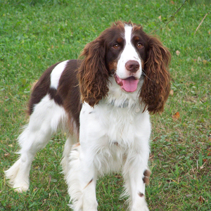 【史宾格犬】史宾格犬品牌,价格 - 阿里巴巴