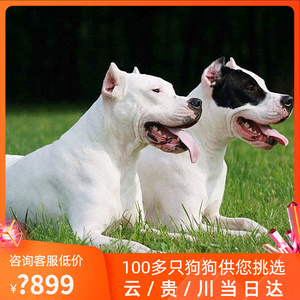 杜高犬幼犬杜高猎犬纯种杜高幼犬巨型活体活物幼崽宠物犬狩猎猎犬