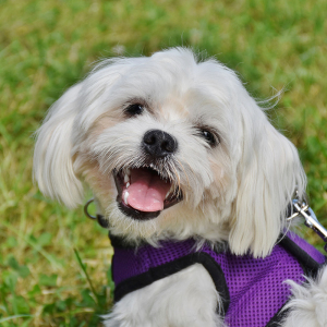 马尔济斯幼犬宠物犬公主狗超小体白色长毛狗狗活体成都宠家乐犬舍
