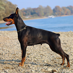 杜宾犬幼犬赛级犬