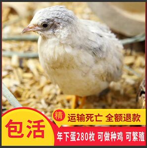 芦丁g德国进口丁丁鸡变异观赏鹌鹑活体迷你宠物包下蛋孵化观赏鸟