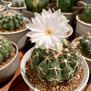 稀有仙人球超大