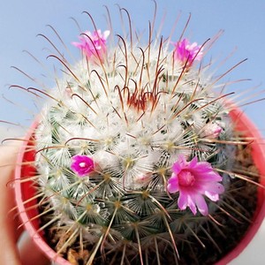 丰明丸实生仙人球多肉植物乳突属倒钩刺易开花仙人掌丰明玉室内花0人