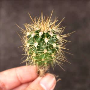 巨人柱仙人球 超大实生开花仙人柱组合小盆栽 稀缺室内外装饰植物