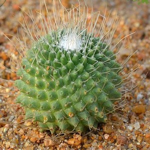 无刺白珠仙人球 趣味开花红花不扎手仙人掌多肉植物防辐射小盆栽