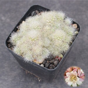 银蝶丸仙人球 群生多肉植物开花办公室小盆栽 多头花卉可爱萌肉肉