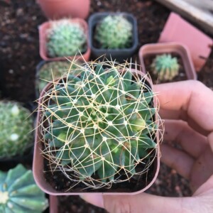 长刺琴丝丸 实生仙人球 乳突属 稀有爱开花超柔软美刺品种 薇家