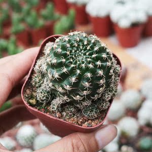 方便面仙人球开花趴刺不扎手乌艳丸仙人掌多肉室内桌面防辐射盆栽