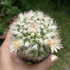 白蛇丸仙人球乳突属复色易开花雪顶白毛多肉绿植植物