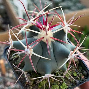 实生龙冠江守玉仙人球稀有狂刺红刺开花多肉植物室内防辐射小盆栽