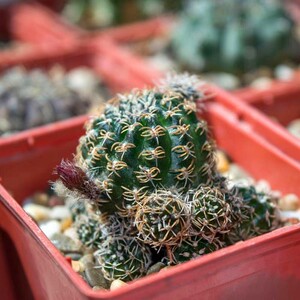 乌艳丸仙人球小盆栽方便面多肉植物红花大花曲刺精品仙人掌类肉肉
