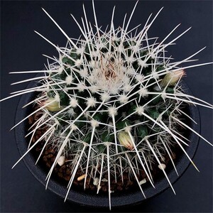 白蛇丸仙人球刺球实生仙人掌开花多肉植物室内盆栽花卉精品乳突属