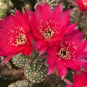 紫霞丽花仙人球多肉植物丽花球开花仙人掌盆栽室内桌面防辐射花卉