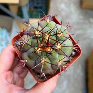 天紫玉实生仙人球 开花裸萼球属多肉 好养变紫色小球稀缺花卉盆栽