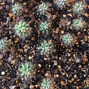 巨人柱仙人球 超大实生开花仙人柱组合小盆栽 稀缺室内外装饰植物