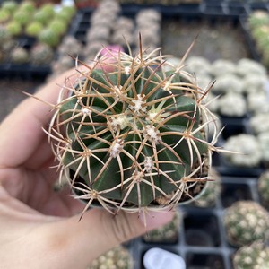 卷云仙人球 强刺花座球属多肉植物小盆栽 好养度夏开花室内花卉