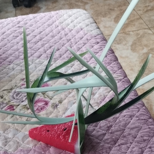 ktv酒吧,网红,西瓜皮拉花,果盘盘头.