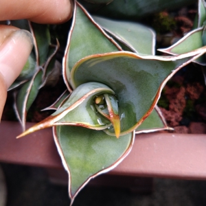 虎皮兰 正版步行者少锦小苗