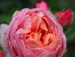 彼得保罗鲁本斯月季 灌木粉红 盆栽 阳台庭院 多季节