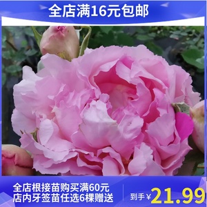 伊芙雪吻 胭脂香水 妖精香水 窈窕淑女 乙女心 逸话 根接苗66