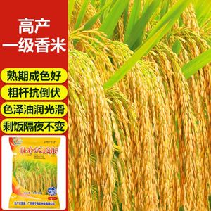 壮香优1205杂交水稻种子优质长粒米高产谷种稻谷抗病抗倒伏水稻种