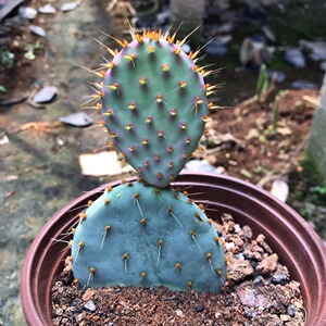 00正午百货店淘宝四海园艺银盾团扇仙人掌仙人球非圣丽塔 状态出来