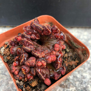 桑其拉的花园 红高砂缀化仙人球 高砂一点红石化精品多肉植物盆栽