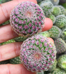 红太阳仙人球精品紫太阳鹿角柱属多肉植物阳台室内易养开大花盆栽