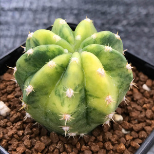 桑其拉的花园 短毛丸锦 精品实生自然变异带锦植物开花萌趣小盆栽