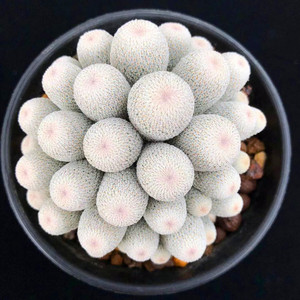 小人帽epithelantha bokei一物一拍 稀有月世界属仙人球多肉植物