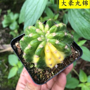 大豪丸锦仙人球会开花精品自然锦植物包邮办公室内防辐射好养盆栽