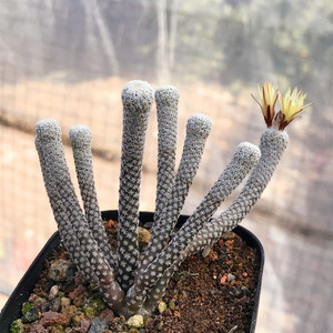 迷你牧师仙人球 实生小人树娇丽属开花多头群生趣味植物室内盆栽