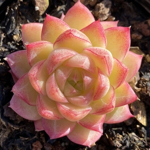 云南昼青多肉 红女王玫瑰单双群一物一拍