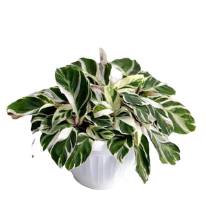 白油画竹芋盆栽室内好养风绿植黄油画竹芋白油画一盆多苗简易盆