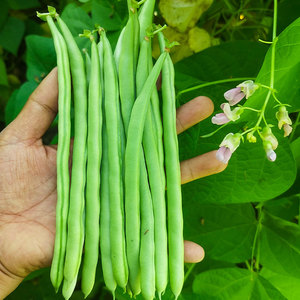 小金豆种子四季豆种籽豆角芸豆农家春季春天春播菜种四季蔬菜子孑