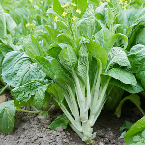 白菜苔种子种籽早熟香甜菜心广东南方蔬菜孑四季春季播菜种青菜子