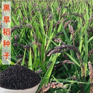 黑米谷种水稻高产可旱种黑米谷种黑米稻种黑糯米高产黑稻谷种子