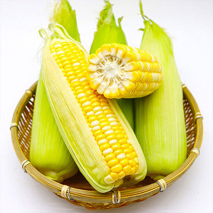 新鲜现摘云南水果玉米