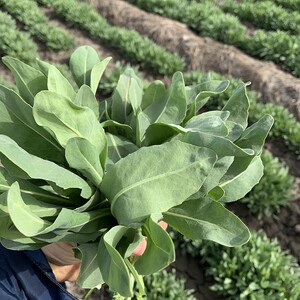 新疆乌斯玛草汁生眉液乌斯曼生眉笔睫毛增长液新鲜奥斯曼