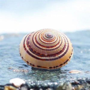 天然贝壳海螺2-8cm草帽螺车轮螺水族家居地台装饰摆件贴墙收藏diy