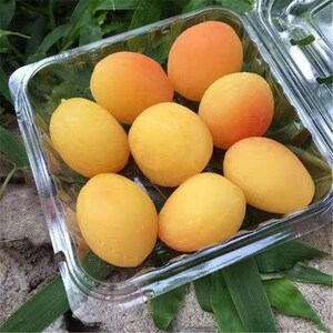 新品种美国黄金西梅树苗 嫁接西梅苗 李子树苗果树苗南嫁接果树苗