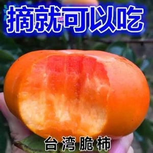 柿子树苗嫁接无籽无核脆甜柿子苗耐寒盆栽地栽南北方种植当年结果