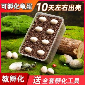 乌龟蛋可孵化新年礼物小宠物草龟巴西龟活物孵化器箱儿童DIY套装