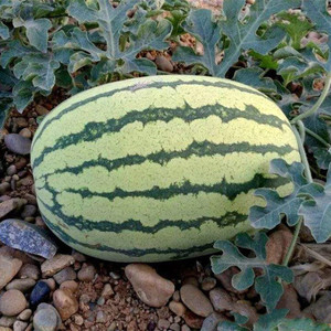 特大宁夏硒砂山地石头瓜种子抗西瓜种籽高产皮薄中熟超甜大果种孑