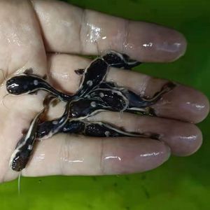 【红尾招财猫鱼】红尾招财猫鱼品牌,价格 - 阿里巴巴