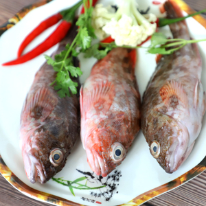 舟山新鲜老虎鱼海鲜水产鱼类深海捕捞石翁鱼石斑鱼鲜活虎头鱼海鱼