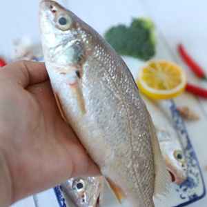 舟山宁波东海黄婆鸡鱼生鲜海钓白果子鱼黄花鱼小黄鱼500g