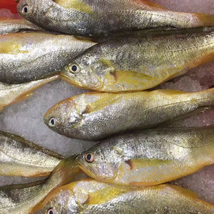 小黄鱼东海海鲜水产海捕鲜活深海鱼新鲜黄花鱼1斤6-9条