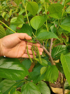 果桑苗 台湾长果桑树苗当年结果甜果桑树苗带土带叶