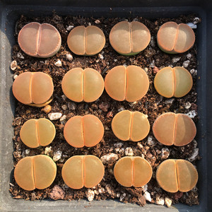 精选净窗c153和田玉 全窗紫熏三年生石花一物一拍